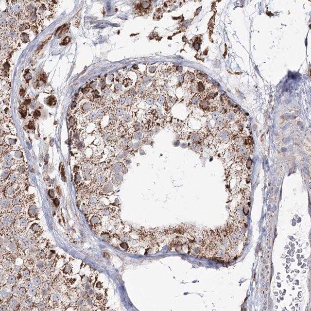 Anti-CWF19L1 antibody produced in rabbit