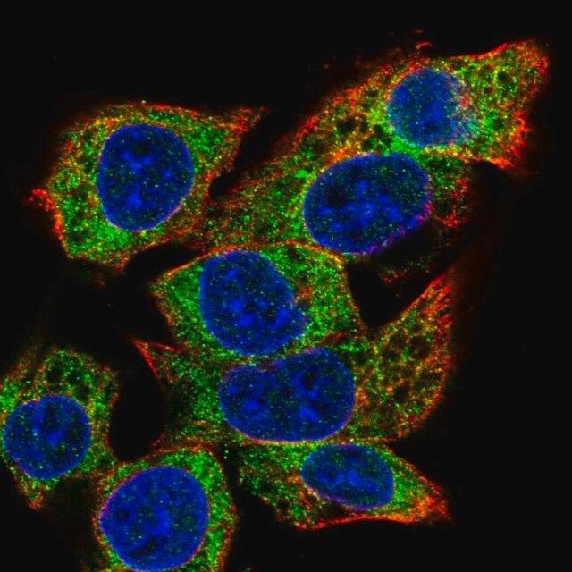 Anti-C22orf39 antibody produced in rabbit