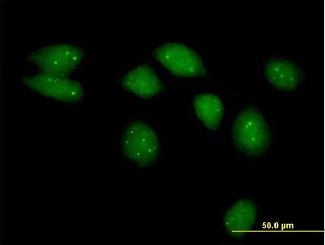 Anti-C8orf36 antibody produced in mouse