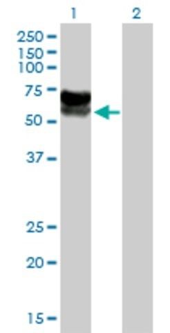 Anti-C3orf39 antibody produced in mouse