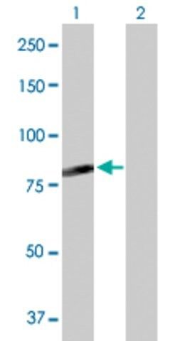 Anti-C7orf38 antibody produced in rabbit