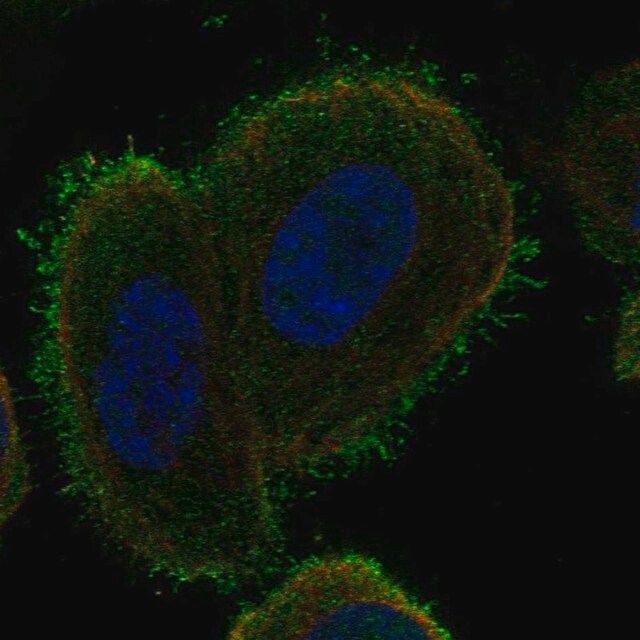 Anti-C14orf37 antibody produced in rabbit