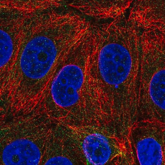 Anti-C6orf47 antibody produced in rabbit