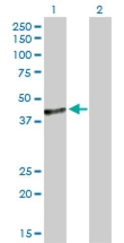 Anti-C10orf4 antibody produced in rabbit