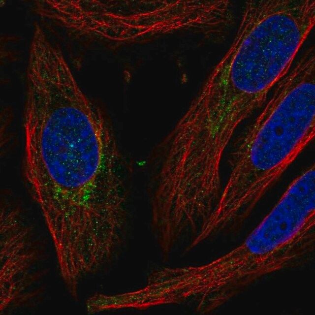 Anti-C5orf38 antibody produced in rabbit