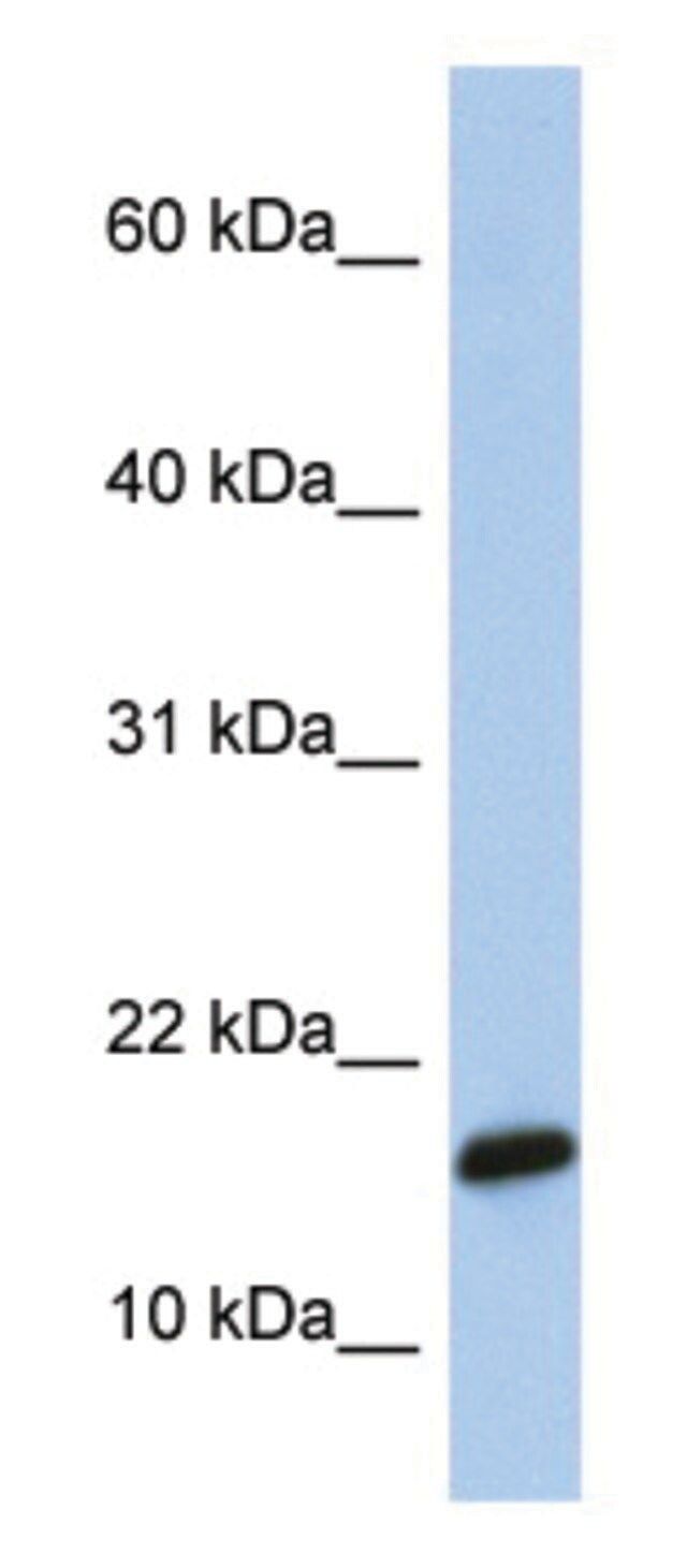 Anti-C9orf46 antibody produced in rabbit