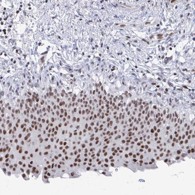 Anti-C15orf41 antibody produced in rabbit