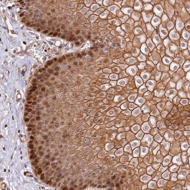 Anti-C15orf53 antibody produced in rabbit