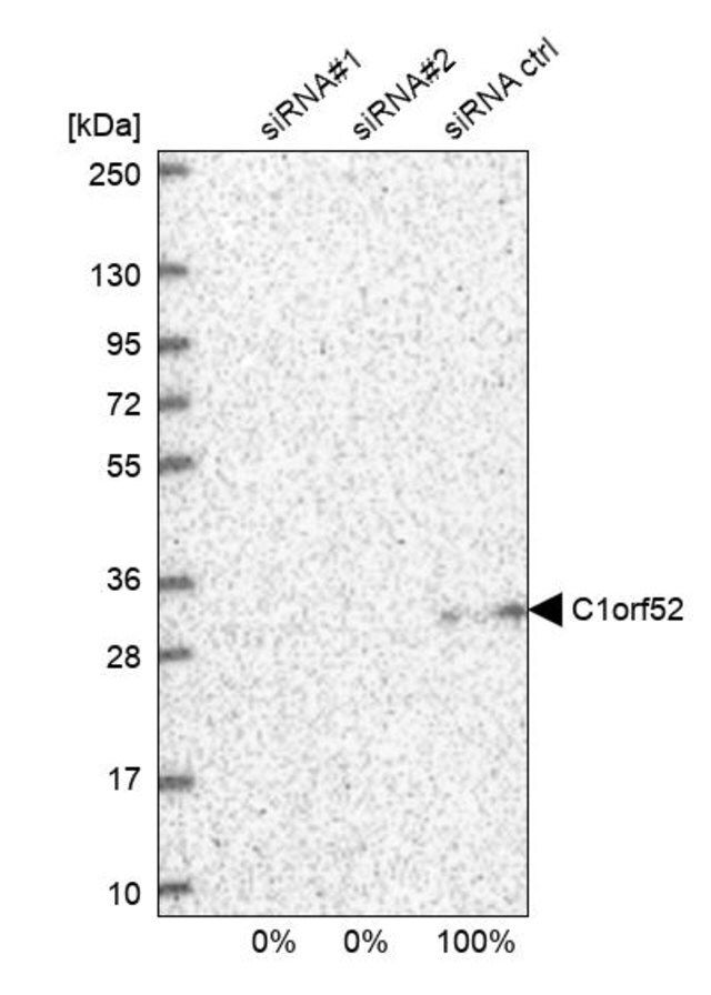 Anti-C1orf52 antibody produced in rabbit