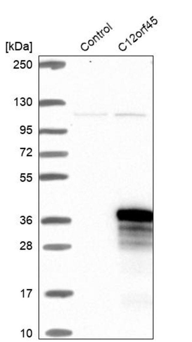 Anti-C12orf45 antibody produced in rabbit