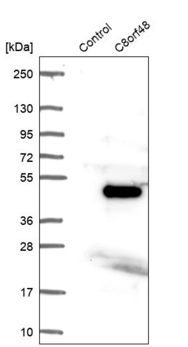 Anti-C8orf48 antibody produced in rabbit