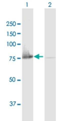 Anti-C20ORF42 antibody produced in mouse