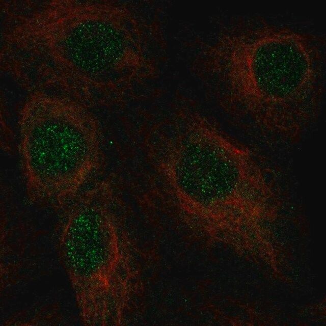 Anti-C2orf42 antibody produced in rabbit