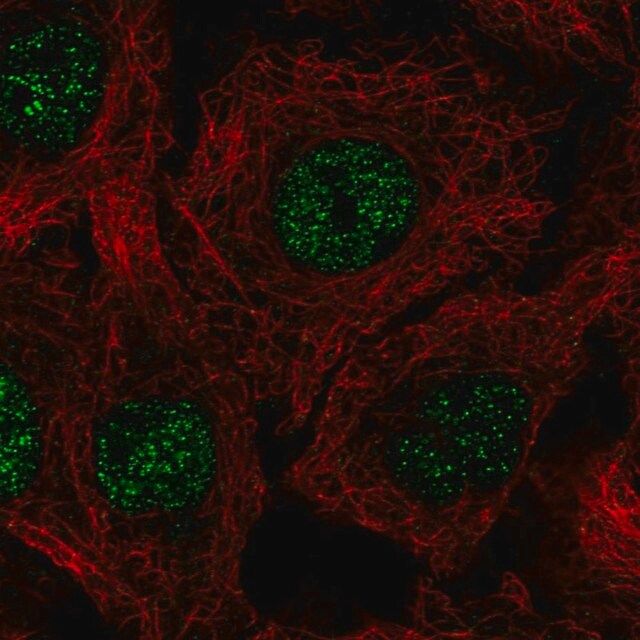 Anti-C17orf50 antibody produced in rabbit