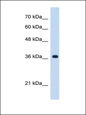 Anti-C19orf47 antibody produced in rabbit