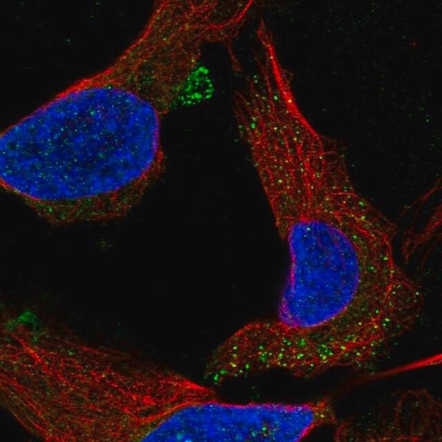 Anti-C1orf53 antibody produced in rabbit