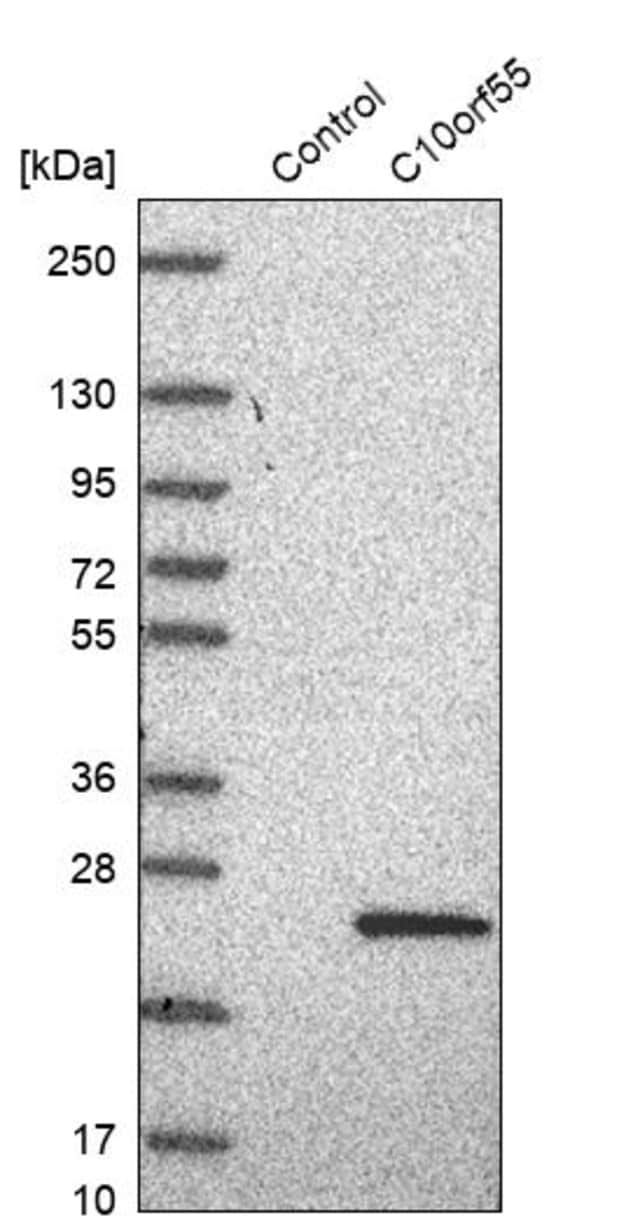 Anti-C10orf55 antibody produced in rabbit