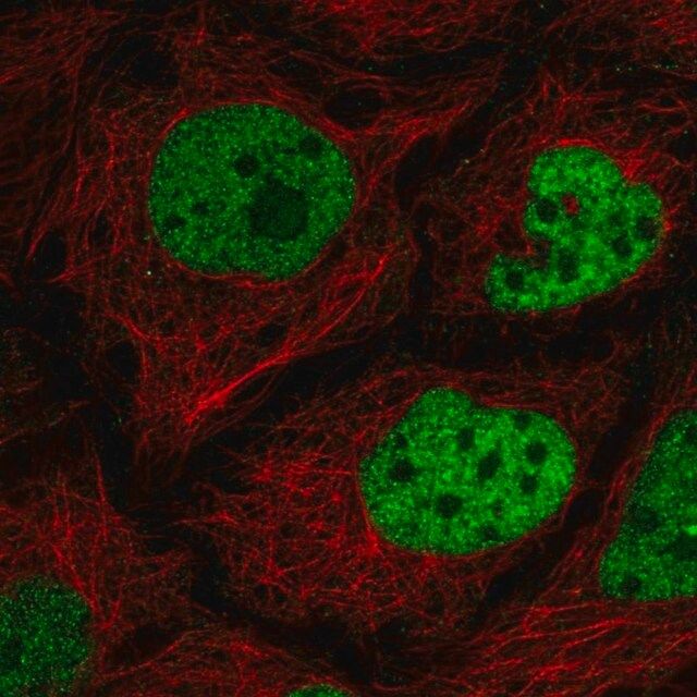 Anti-C2orf49 antibody produced in rabbit