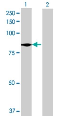 Anti-C9ORF52 antibody produced in mouse