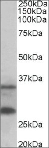 Anti-C16orf57 antibody produced in goat