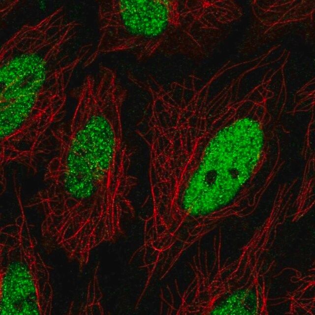 Anti-C19orf57 antibody produced in rabbit