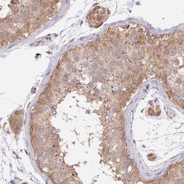 Anti-C19orf54 antibody produced in rabbit