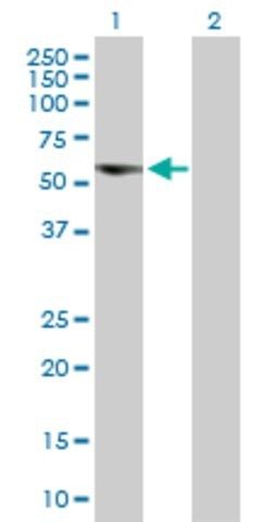 Anti-C17ORF57 antibody produced in mouse