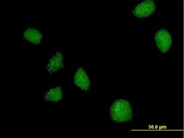 Anti-C21ORF7 antibody produced in mouse