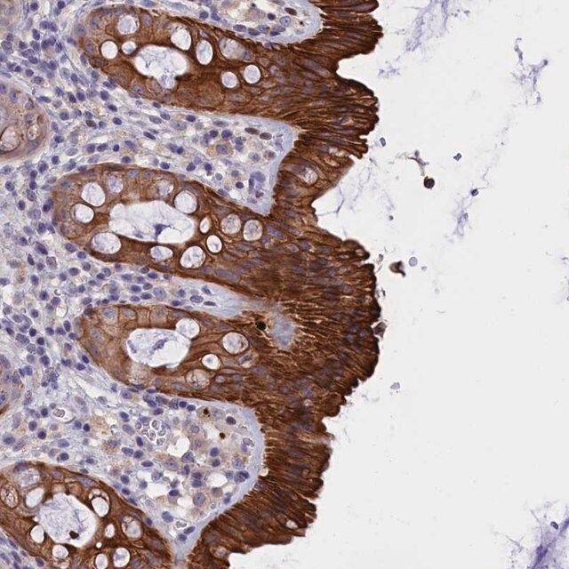 Anti-C16orf62 antibody produced in rabbit