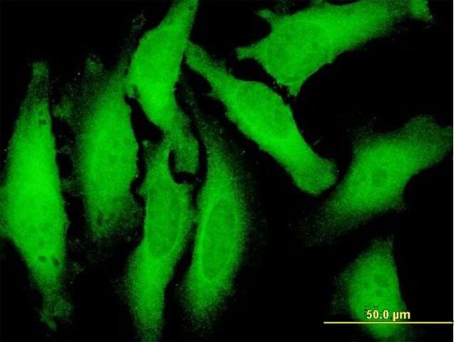 Anti-C9ORF6 antibody produced in mouse