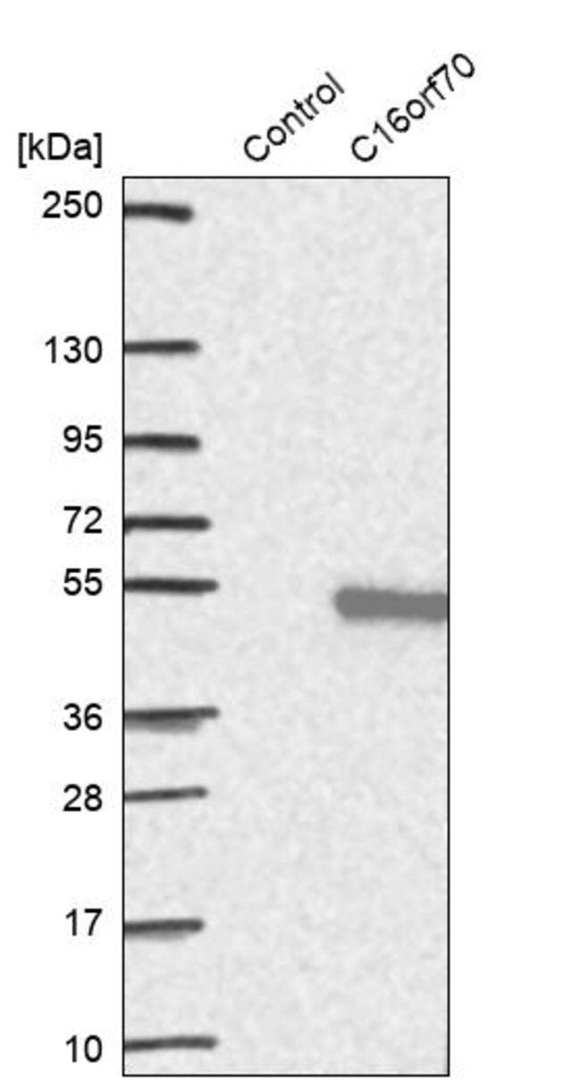 Anti-C16orf70 antibody produced in rabbit