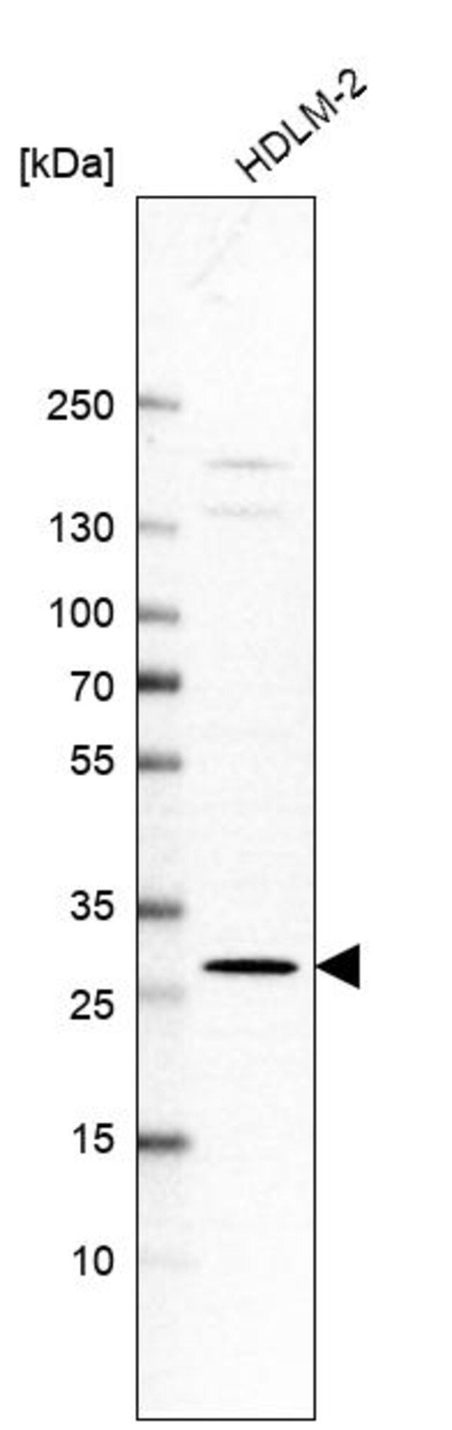 Anti-C6orf62 antibody produced in rabbit