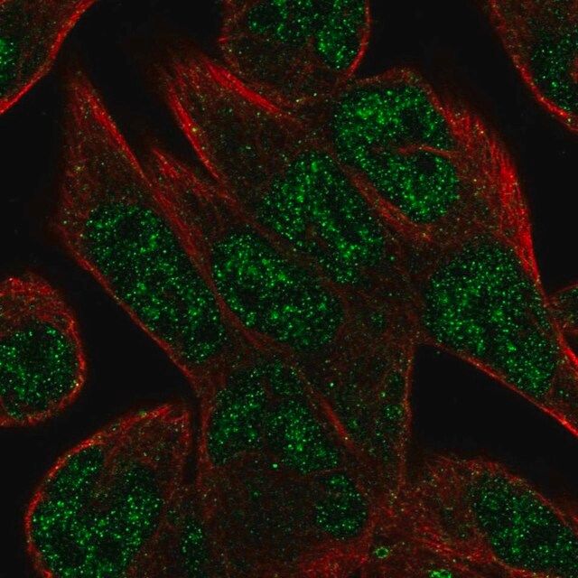 Anti-C16orf72 antibody produced in rabbit