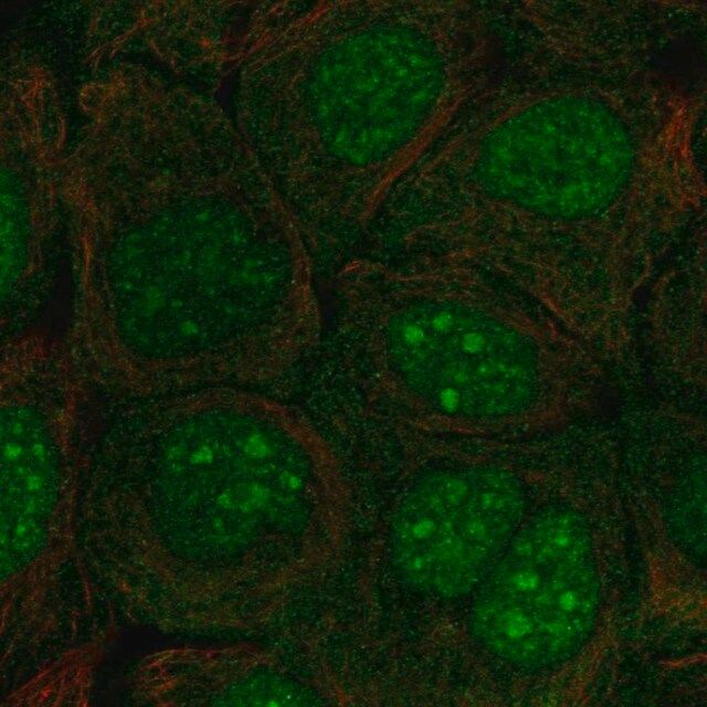 Anti-C10orf67 antibody produced in rabbit