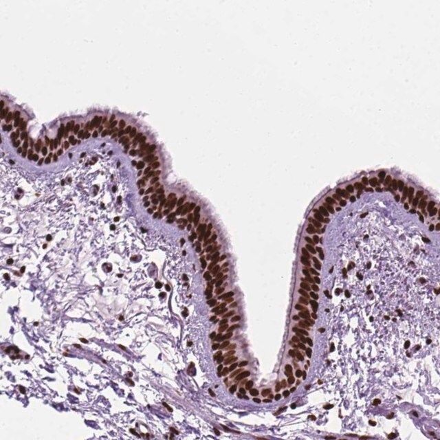 Anti-C9orf69 antibody produced in rabbit