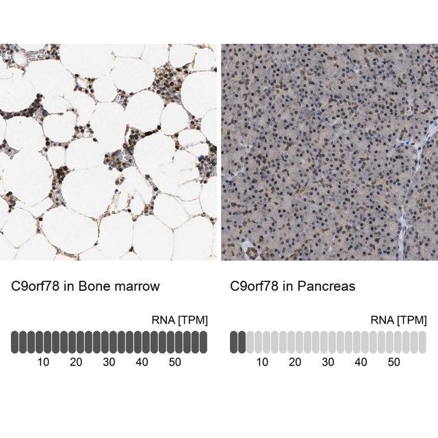 Anti-C9orf78 antibody produced in rabbit