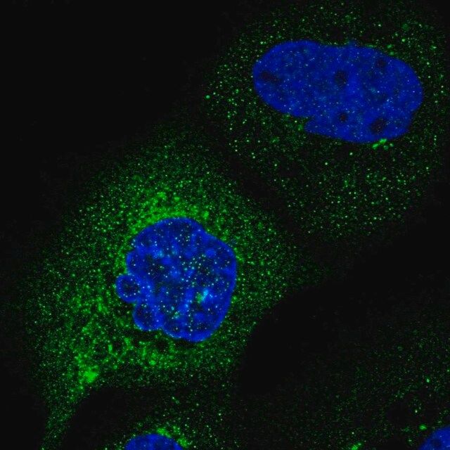 Anti-C2orf76 antibody produced in rabbit