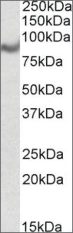 Anti-C18orf8 antibody produced in goat