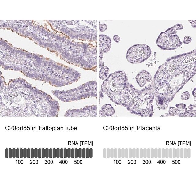 Anti-C20orf85 antibody produced in rabbit