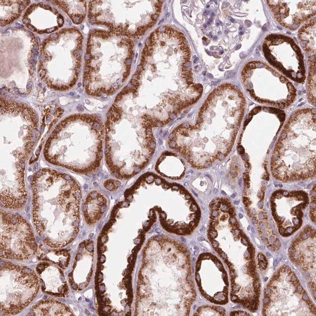 Anti-COX6A1 antibody produced in rabbit