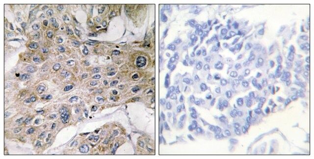 Anti-COX7S/A2 antibody produced in rabbit