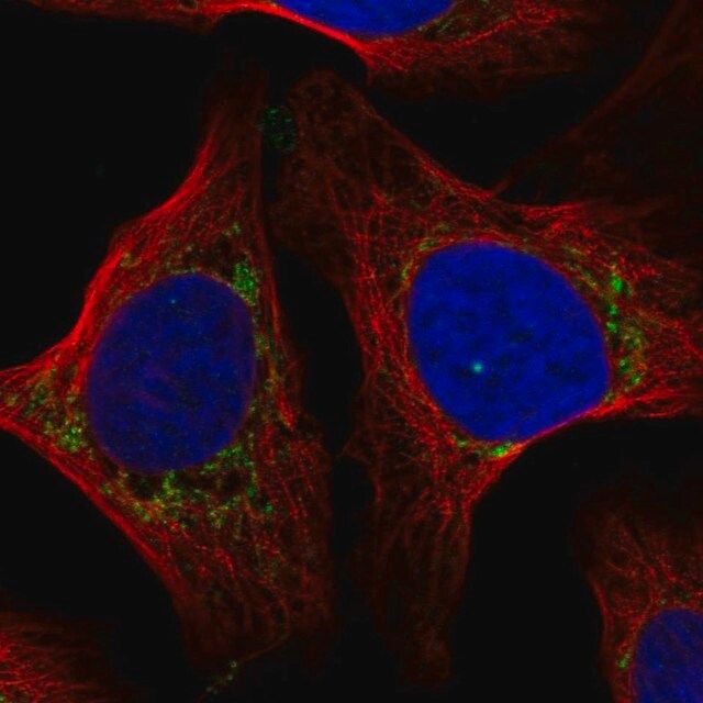 Anti-COX7A2L antibody produced in rabbit