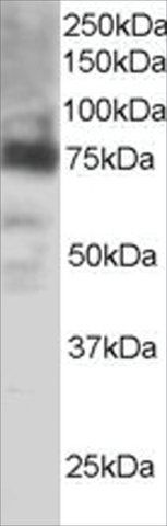 Anti-COX2/PTGS2 antibody produced in goat