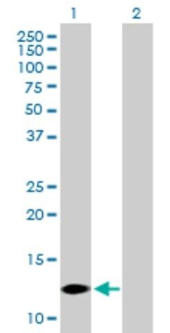 Anti-COX7A2L antibody produced in mouse