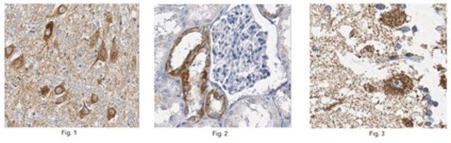 Anti-Cox-1, clone 5C5.1 Antibody