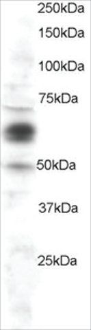 Anti-COX1/PTGS1 antibody produced in goat