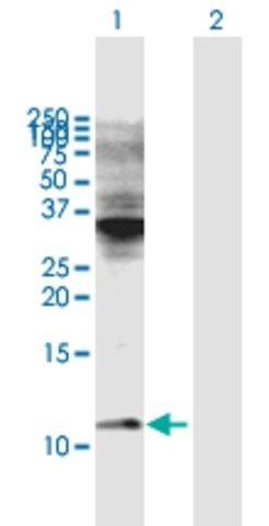 Anti-COX6C antibody produced in mouse