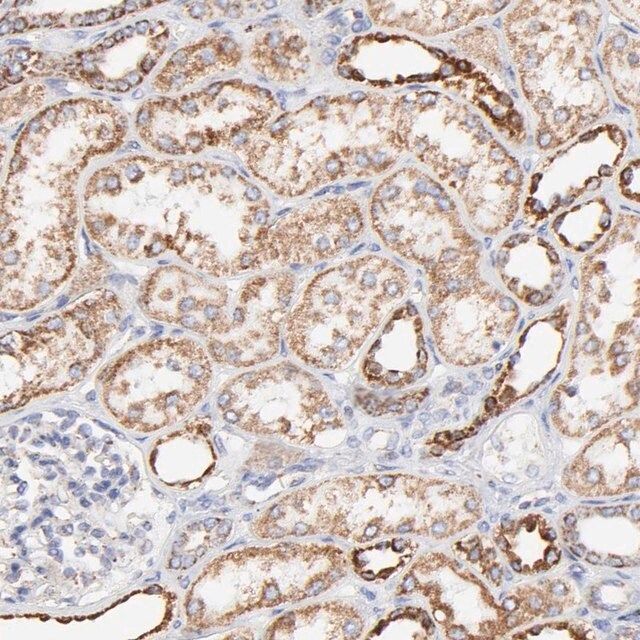 Anti-COX4I1 antibody produced in rabbit