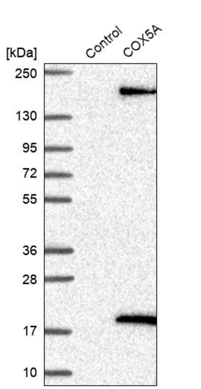 Anti-COX5A antibody produced in rabbit