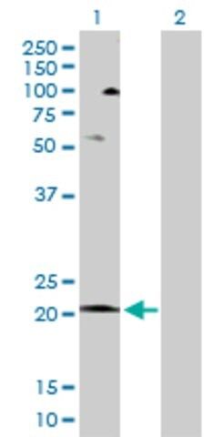 Anti-COX5A antibody produced in rabbit